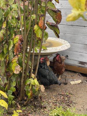 My chics staying out of the rain