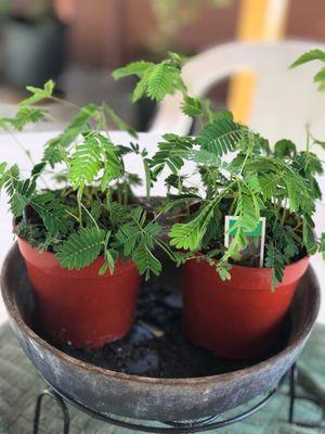 Mimosa pudica, also known as the "sensitive plant"