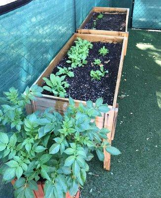 Planter boxes with vegetables planted by the kids!