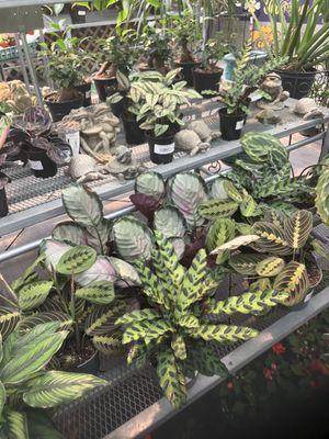 Lots of great house plants!