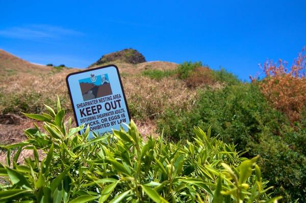 Offshore island bird sanctuary.