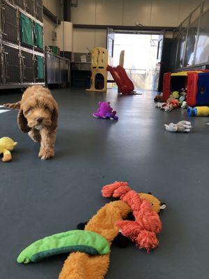 Puppy play area