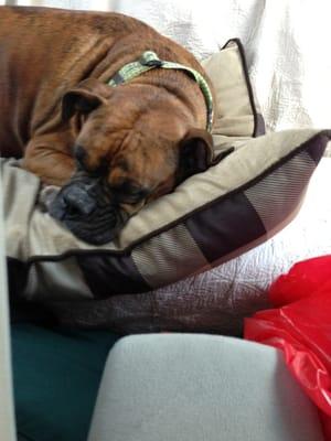 9am pick up...my boxer had such a good time here, she completely conked out in the car.