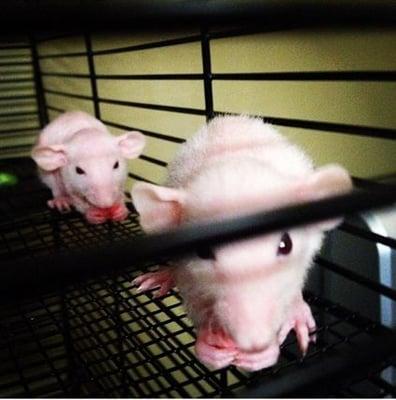 Wayne and Garth, 2 baby hairless dumbo rats, so happy with their yogurt treats!