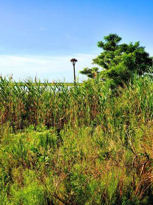 Osprey nest at Osprey Park