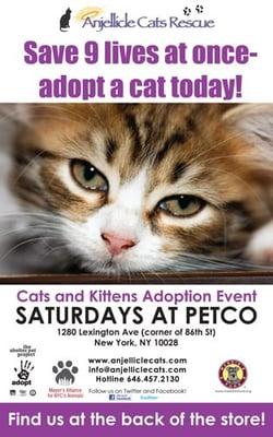 Caturday is Adoption day!