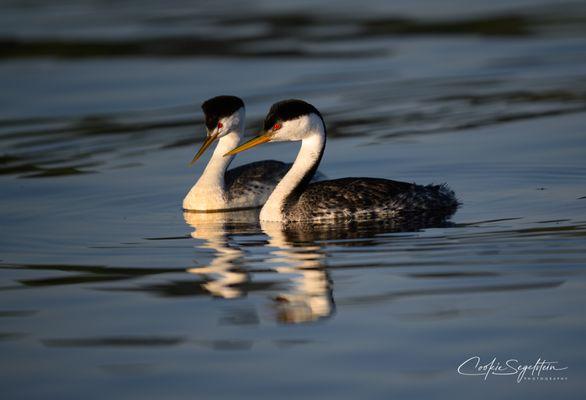 My original photo of a western and Clarks grebe.