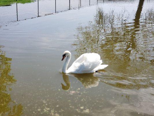 The swans are SO pretty!