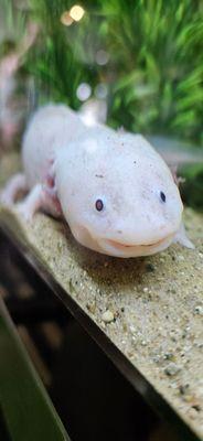 axolotl "Daisy"