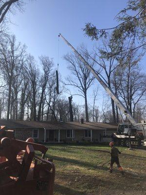 Tree Guys removing large Oak tree close to the house with a crane in West Chester, PA