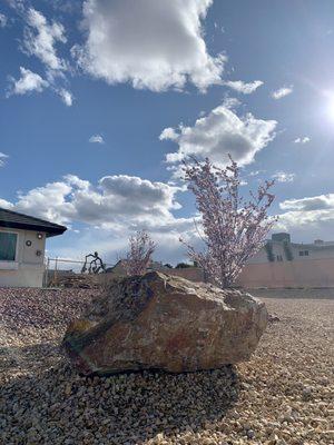 CA gold and Red Ruby Rock. Flowering Plum trees in the background.