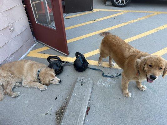 Sawyer and Jack: Goldens who CrossFit!