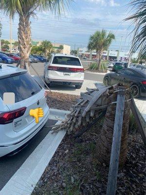 Tree cause damage to vehicle