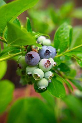 Muir Blueberry Farm