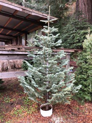 Silver tip tree this one came from South Lake Tahoe area.