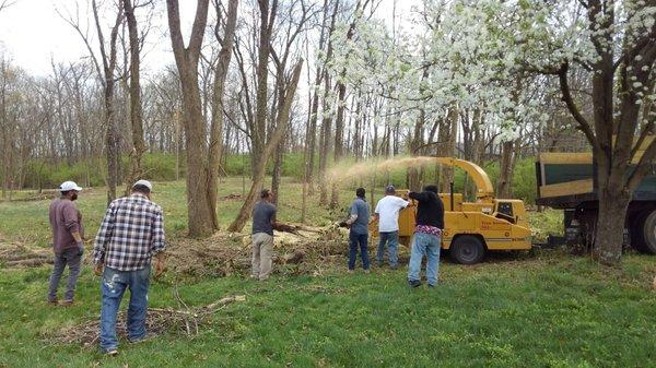 Marios Tree Care