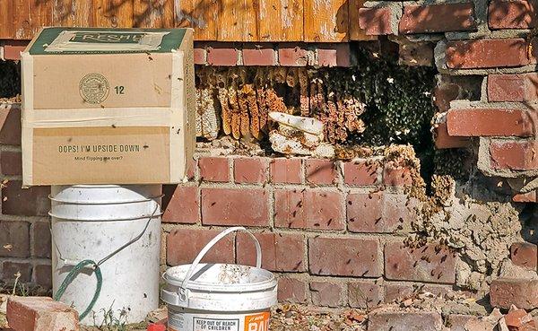 close up of bee hive