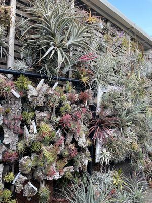 Love the variety of airplants Cuffel Farms offer