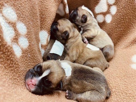 Blue fawn, silver fawn and chocolate fawn puppies!