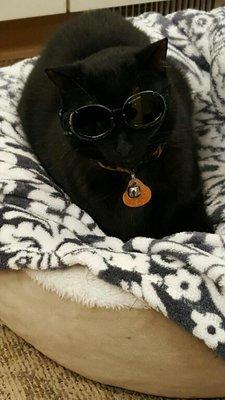 Our clinic cat Smokey sporting his "cat goggles" used during laser therapy treatments.