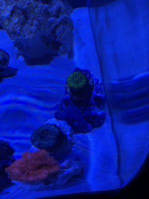 The two Scoly corals we purchased!