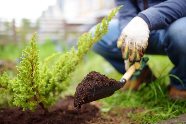 Planting new plants