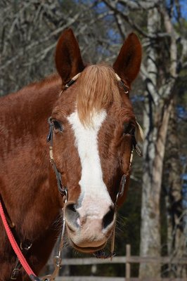 Josh.. our lovely western pleasure chamion..