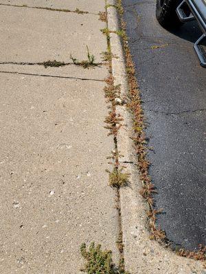 Weeds coming through curb/sidewalk