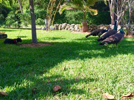 My green-grassy Shady Grove being enjoyed by foraging peacocks under the watchful eye of my cat Spirit!