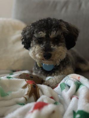 Boji a few weeks after his groom, still looking great!