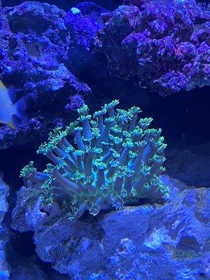 Flowerpot coral we got from there