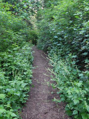 Flowers reaching for travelers on the path.