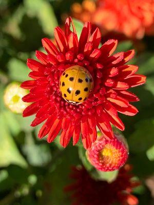 Lady bug guarding a zinnia