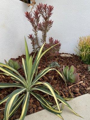 The beginning of a pretty and clean grouping drought tolerant plants.