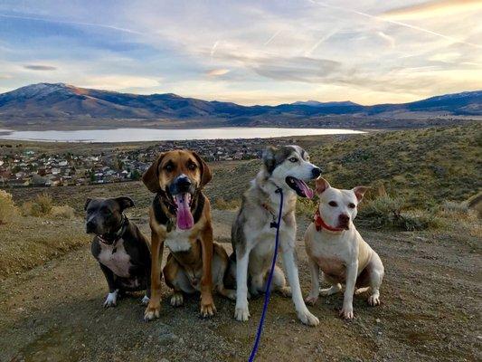 Off leash hike with Ideal Canine