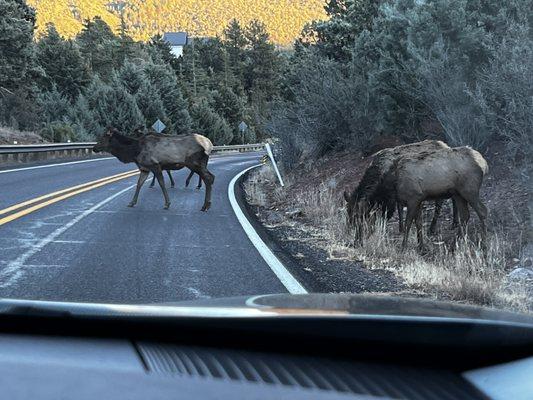 Elk on the road to the cabins.