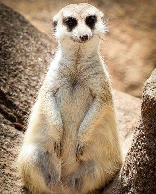 Meerkat