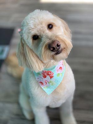 Fiona the Goldendoodle - groom by Danielle