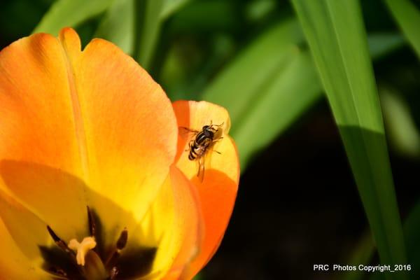 Nikon D5500, 2016, Copyright. Spring time look ar the sharpness of the leaf & fly. Comments welcome please