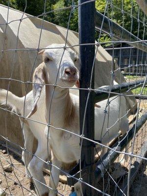 Goats on premise.  This one was very nice and friendly.