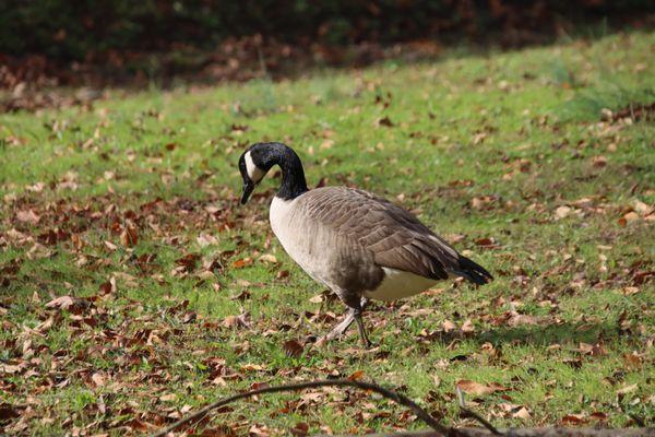 Canadian goose in profile