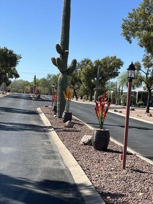 HOA median flowers, and pots