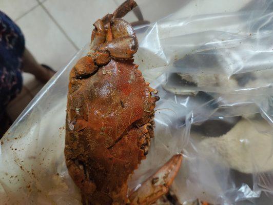 This is the 2nd broken crab out of a dozen that was purchased over the July 4th holiday.