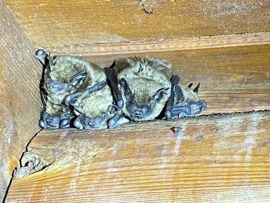 Little brown bats