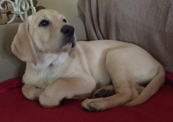 Sissy 2 month year old Labrador received her second set of puppy vaccinations at Davis Animal Clinic.