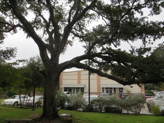 This is an awesome oak tree...wonder how old it is?