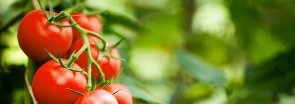 Known for having over 1000 varieties of tomatoes