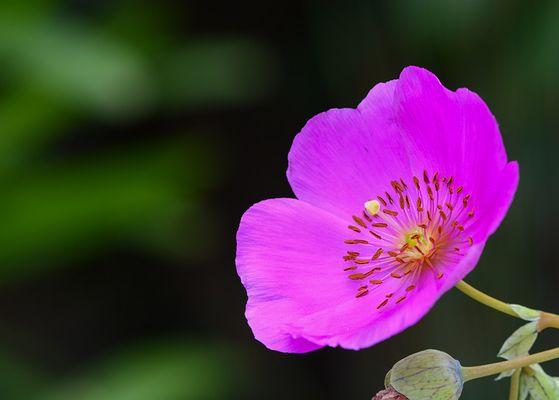 calandrinia flower