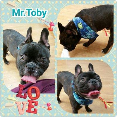 Toby is a French bull dog and a great boy!