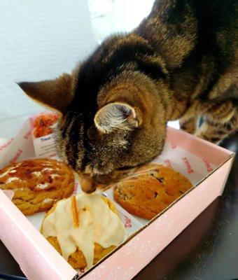 My cat is smelling cookies!